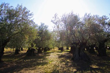 Fransız kırsalındaki zeytin ağaçlarının arasından sabah güneşinin parlak arka planına bakın - Provence, Fransa