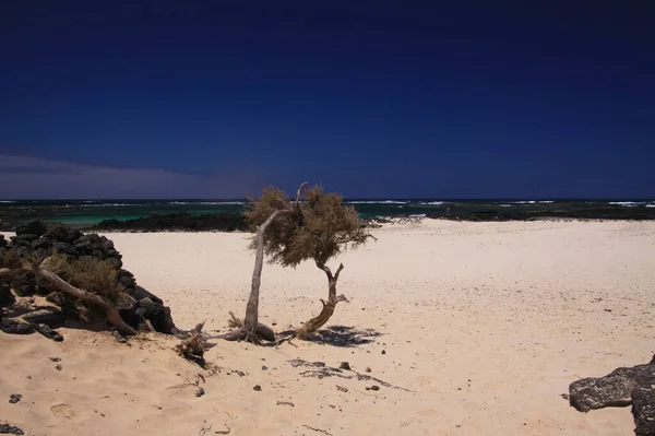 Cotillo Faro Del Toston View Dry Crooked Tree White Sand — стоковое фото