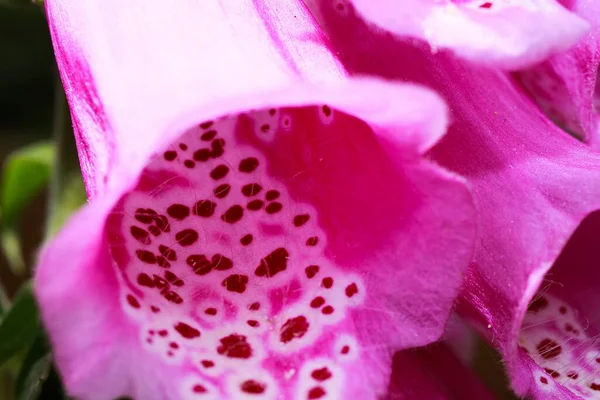 Macro Primer Plano Flor Púrpura Foxglove Digitalis Purpurea —  Fotos de Stock