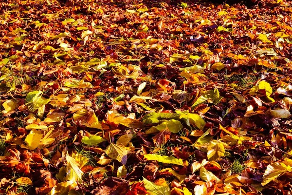 無数のカラフルな葉で見る明るい冬の日差しの中で完全に地面を覆う — ストック写真