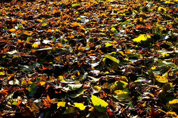 View Countless Colorful Leaves Cover Ground Completely Bright Winter Sunlight — Stock Photo, Image