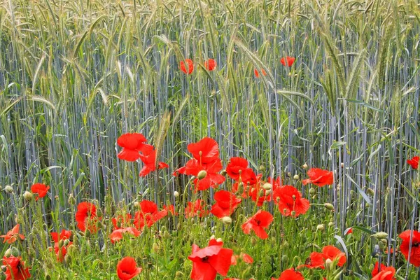 Kwitnące Czerwone Maki Kwiaty Papaver Rhoeas Polu Pszenicy Jasnym Letnim — Zdjęcie stockowe