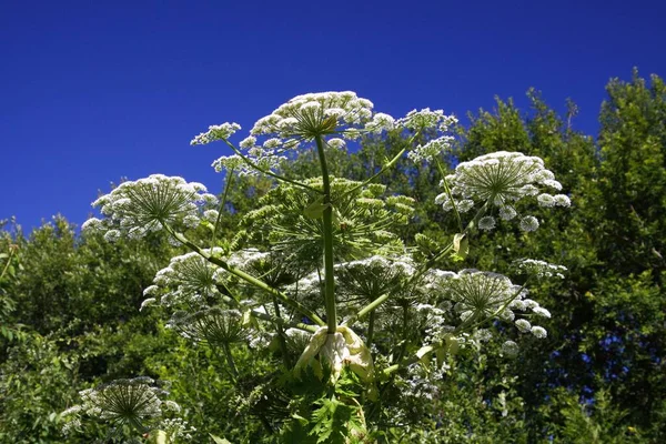 剧毒的白花巨大的绿草 Hogweed 在蓝天的映衬下 — 图库照片