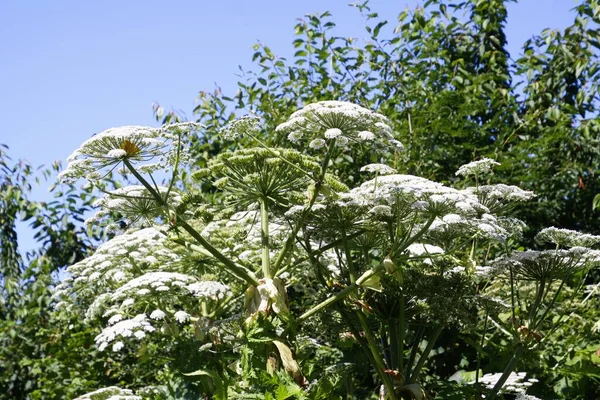 Отруйні Білі Квіти Гігантські Крупи Heracleum Mantegazzianum Giganteum Тлі Блакитного — стокове фото