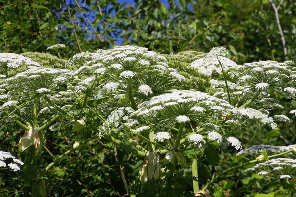 Mérgező Fehér Virágok Óriás Hogweed Heracleum Mantegazzianum Giganteum Ellen Kék — Stock Fotó