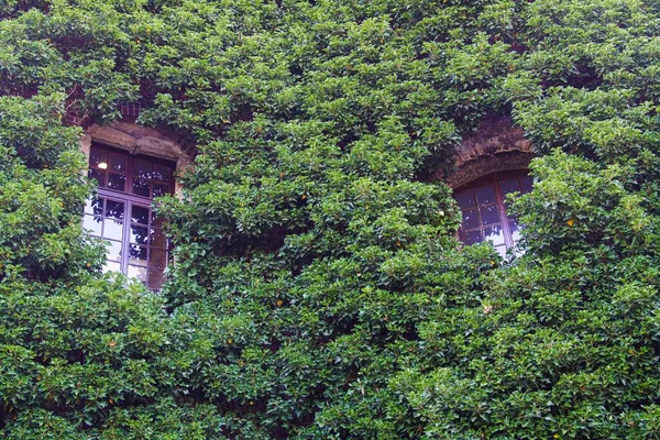 Uitzicht Twee Geïsoleerde Ramen Van Gevel Volledig Begroeid Door Groene — Stockfoto