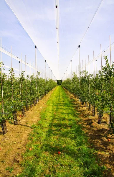 Vue Sur Serre Ouverte Pour Croissance Jeunes Pommiers Sur Une — Photo