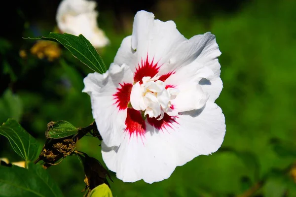 赤や白のバラの花のクローズアップ ハイビスカスシラクス 緑の葉の背景がぼやけています — ストック写真