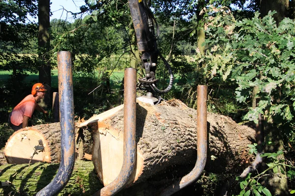 Viersen Alemanha Agosto 2019 Vista Sobre Trabalho Florestal Guindaste Florestal — Fotografia de Stock