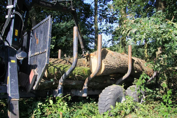 Viersen Alemania Agosto 2019 Visión Sobre Trabajo Forestal Una Grúa — Foto de Stock