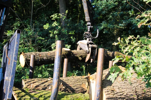 Viersen Allemagne Août 2019 Vue Sur Les Travaux Forestiers Une — Photo