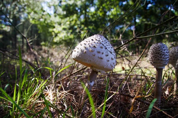 Вид Ізольовану Групу Парасолькових Грибів Macrolepiota Сухій Зеленій Лузі Проти — стокове фото