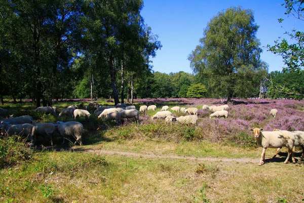 紫色の開花毛エリカ植物 エリカ科 とオランダの森林の健康の牧草地で羊の放牧の群れのビュー ヴェロ オランダ グルートハイド — ストック写真