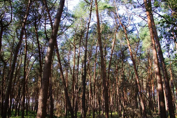 Vista Baixo Ângulo Coroas Árvores Florestas Típicas Coníferas Holandesas Países — Fotografia de Stock