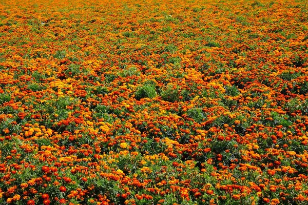 Вид Бесконечное Поле Бесчисленным Количеством Желтых Оранжевых Цветков Tagetes Erecta — стоковое фото
