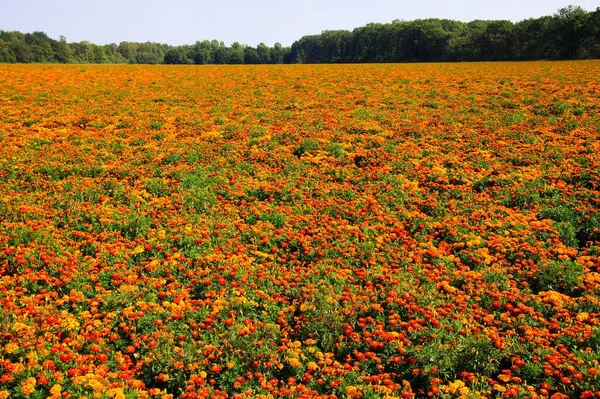 Vista Campo Infinito Com Inúmeras Flores Calêndula Amarelas Alaranjadas Tagetes — Fotografia de Stock