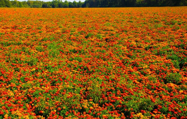 Vista Campo Infinito Com Inúmeras Flores Calêndula Amarelas Alaranjadas Tagetes — Fotografia de Stock