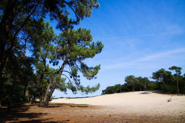Вид Хвойным Деревом Песчаных Дюнах Зеленым Лесным Фоном Loonse Und — стоковое фото