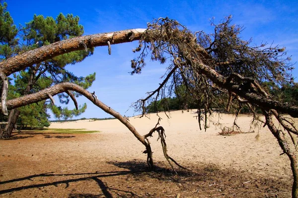 Вид Мертвой Сухой Ветвью Дерева Песчаной Дюне Фоне Соснового Леса — стоковое фото