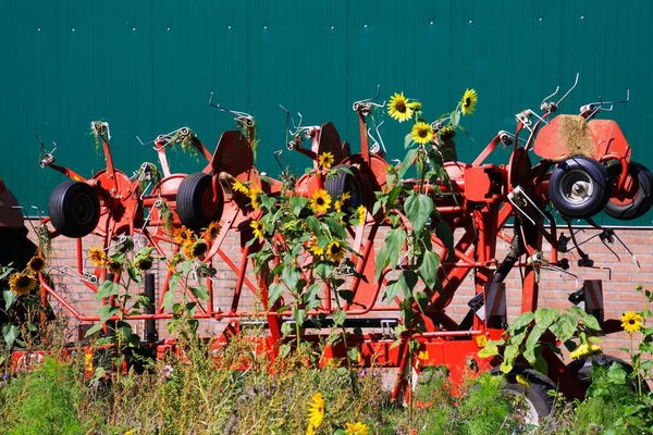 Uitzicht Voorbij Veld Van Gele Zonnebloemen Helianthus Artrorubens Rode Ploeg — Stockfoto