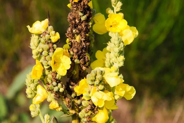 Close Yellow Verbascum Thapsus Mullein Flower Groote Heide Venlo Países — Fotografia de Stock