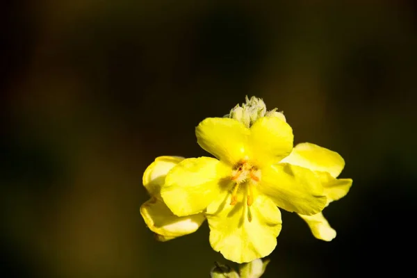 Покриття Жовтої Квітки Verbascum Thapsus Mullein Groote Heide Venlo Netherlands — стокове фото