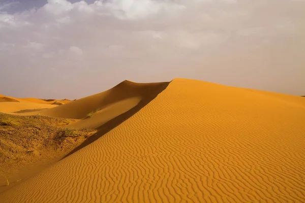 Magányos Homokdűnék Öve Szahara Sivatagban Erg Chebbi Közelében Marokkóban — Stock Fotó