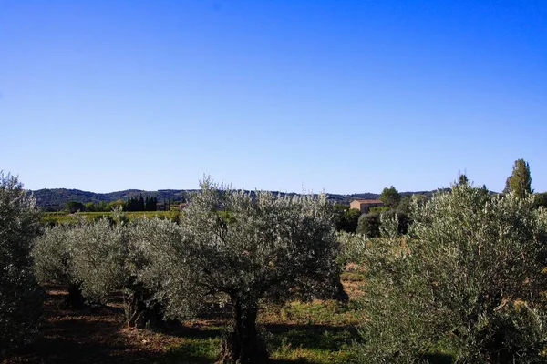 Widok Gaj Oliwny Wiejskim Francuskim Krajobrazie Przed Błękitnym Niebem Prowansja — Zdjęcie stockowe