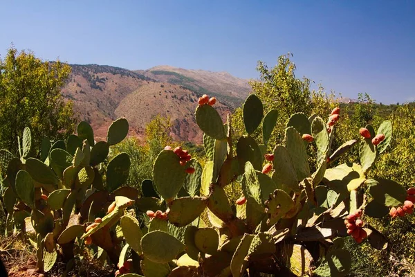 Opuntia Cactus Перед Сухим Гірським Хребтом Атлас Проти Блакитної Долини — стокове фото