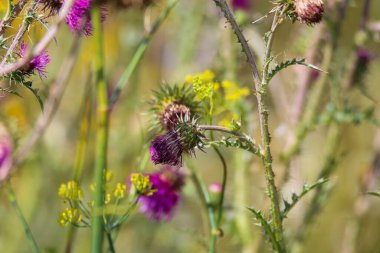 Çiçek tarlası şeridinde mor çiçekli devedikeni bitkisine bakın. Bulanık çok renkli arkaplan. Almanya