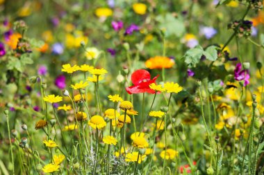 Tarımın gelişmesi için kır çiçekleriyle tarlayı seyret. Bulanık çok renkli çiçekler ve çiçek tomurcukları. (merkezdeki çiçeklere odaklan.)