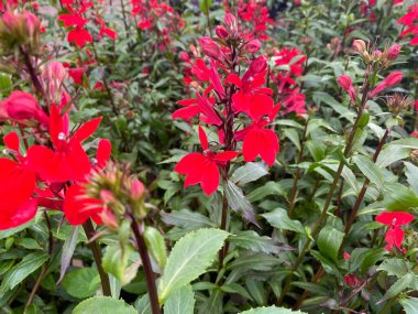 Yeşil yapraklı izole edilmiş koyu kırmızı çiçekler (lobelia cardinalis) üzerine üst görünüm (merkezdeki çiçeğe odaklan)