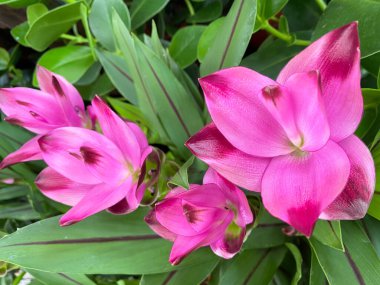 Yeşil yapraklı güzel pembe zerdeçal çiçeklerinin (curcuma aromatica) üst görüntüsü