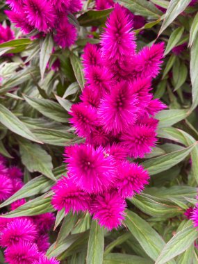 Yeşil yapraklı izole edilmiş koyu mor yün çiçeklerin (celosia spicata) üst görünümü