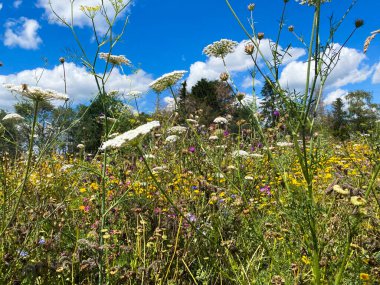 Kümülüs bulutlu mavi gökyüzüne karşı vahşi çiçek tarlasında alçak açı görünümü.