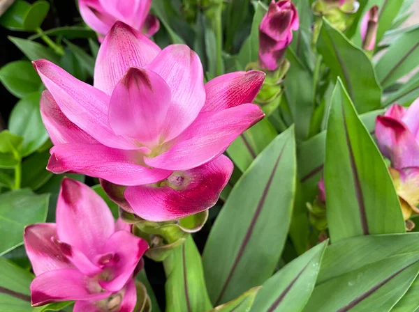 Vista Superior Primer Plano Aislado Hermosas Flores Cúrcuma Rosa Curcuma —  Fotos de Stock
