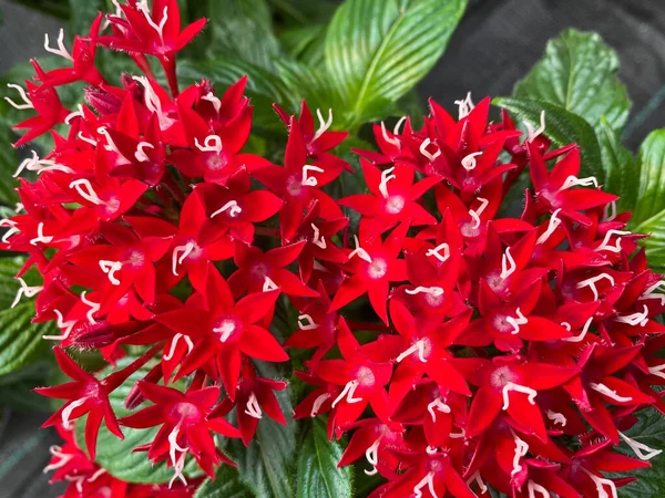 Вид Зверху Крупним Планом Ізольовані Красиві Червоні Квіти Пента Ланццолата — стокове фото