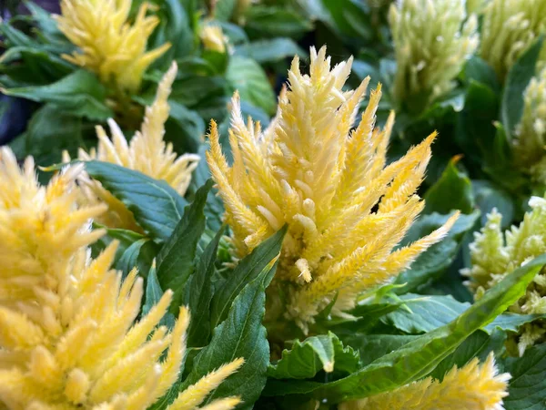 緑の葉を持つ孤立した黄色の羊毛の花 セロシア プルモサ のトップビュー — ストック写真