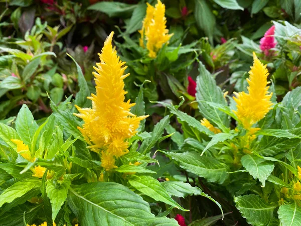 Vista Dall Alto Fiori Isolati Lana Gialla Celosia Pulmosa Con — Foto Stock