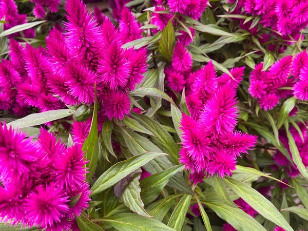 Top view on isolated deep purple wool flowers (celosia spicata) with green leaves