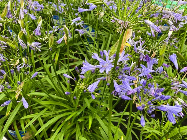 Vista Superior Flores Lírio Africano Roxo Azul Isolado Agapanthus Com — Fotografia de Stock