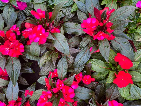 孤立した赤と紫の赤の上のビューは 緑の葉を持つ新しいモルモットの花を焦がす — ストック写真