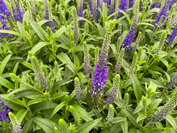 Bovenaanzicht Geïsoleerde Paarse Ontelbare Bloemen Veronica Spicata Met Groene Bladeren — Stockfoto