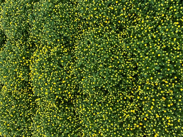 Draufsicht Auf Isolierte Chrysantemum Blüten Mit Grünen Pflanzen — Stockfoto