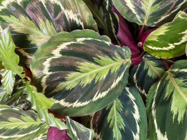 Benzersiz sarı ve yeşil desenli tropikal dua bitkisinin (calathea roseoptica madalyonu) izothe yapraklarına yakın çekim