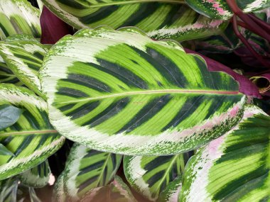 Benzersiz sarı ve yeşil desenli tropikal dua bitkisinin (calathea roseoptica) izothe yapraklarına yakın çekim
