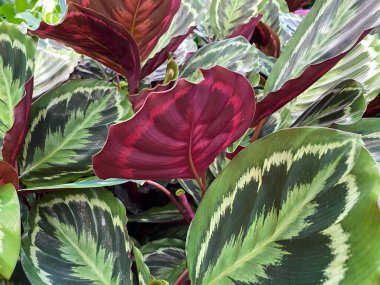 Benzersiz sarı ve yeşil desenli tropikal dua bitkisinin (calathea roseoptica madalyonu) izothe yapraklarına yakın çekim