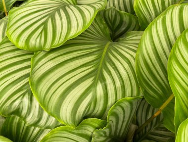 Benzersiz sarı ve yeşil desenli tropikal dua bitkisinin (calathea orbifolia) izothe yapraklarına yakın çekim