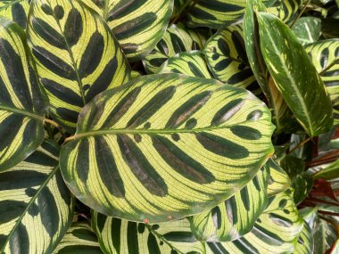 Benzersiz sarı ve yeşil desenli tropikal dua bitkisine (calathea makoyana) yakın çekim