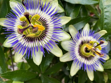 Yeşil yapraklı izole edilmiş mavi beyaz tutku çiçeklerinin (caerulea) üst görüntüsü